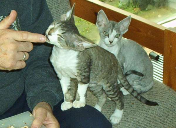 DK Snugglebugs Sir Clementine and Lord Laurel
