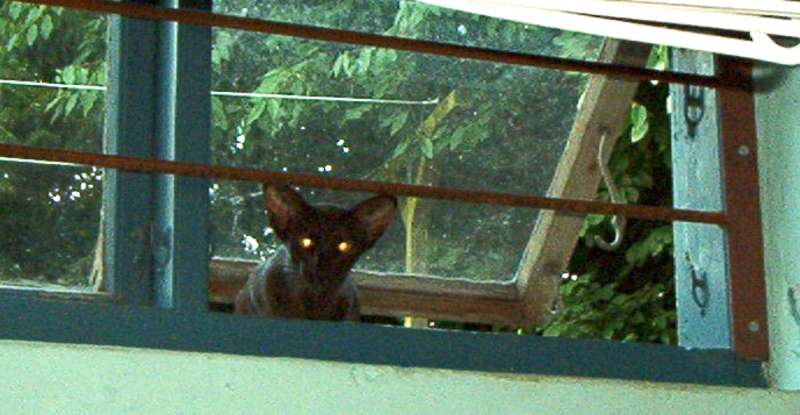 What are you doing with our bird?