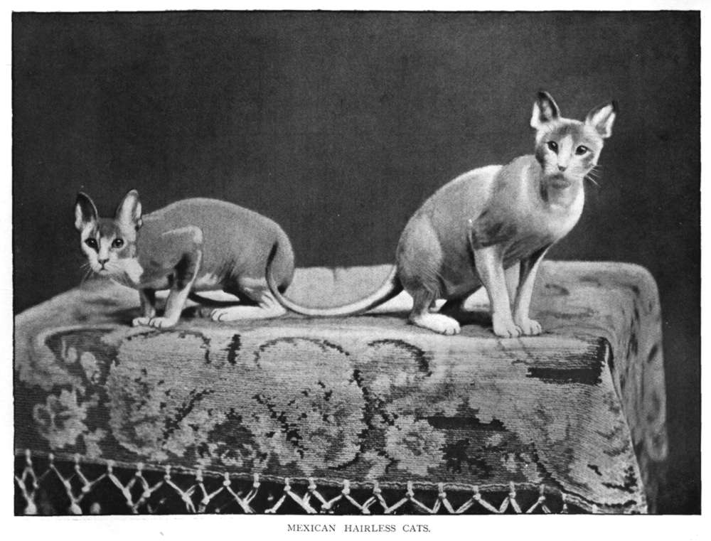 This is a scan of the photograph as printed in the book.