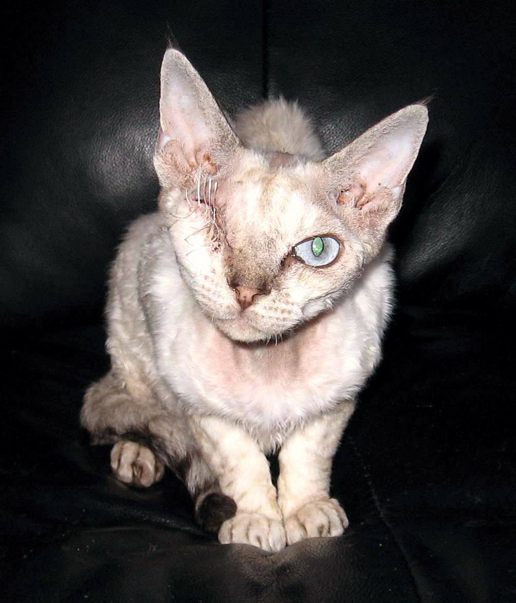 Snugglebugs Cobweb, after op.