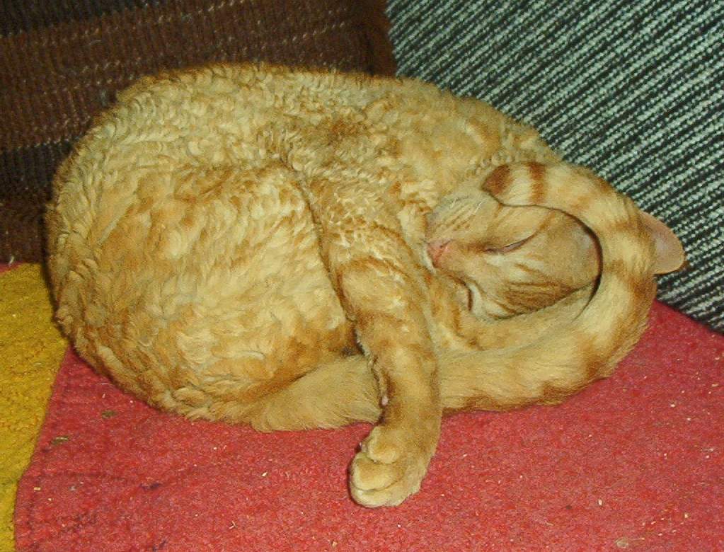 Narnia's Børve Narnia's Børve