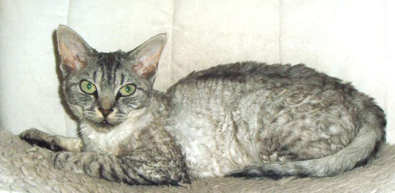 Bodwin's Ladybug Willow