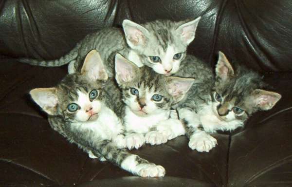 Her four boys (first litter) Her four boys (first litter)