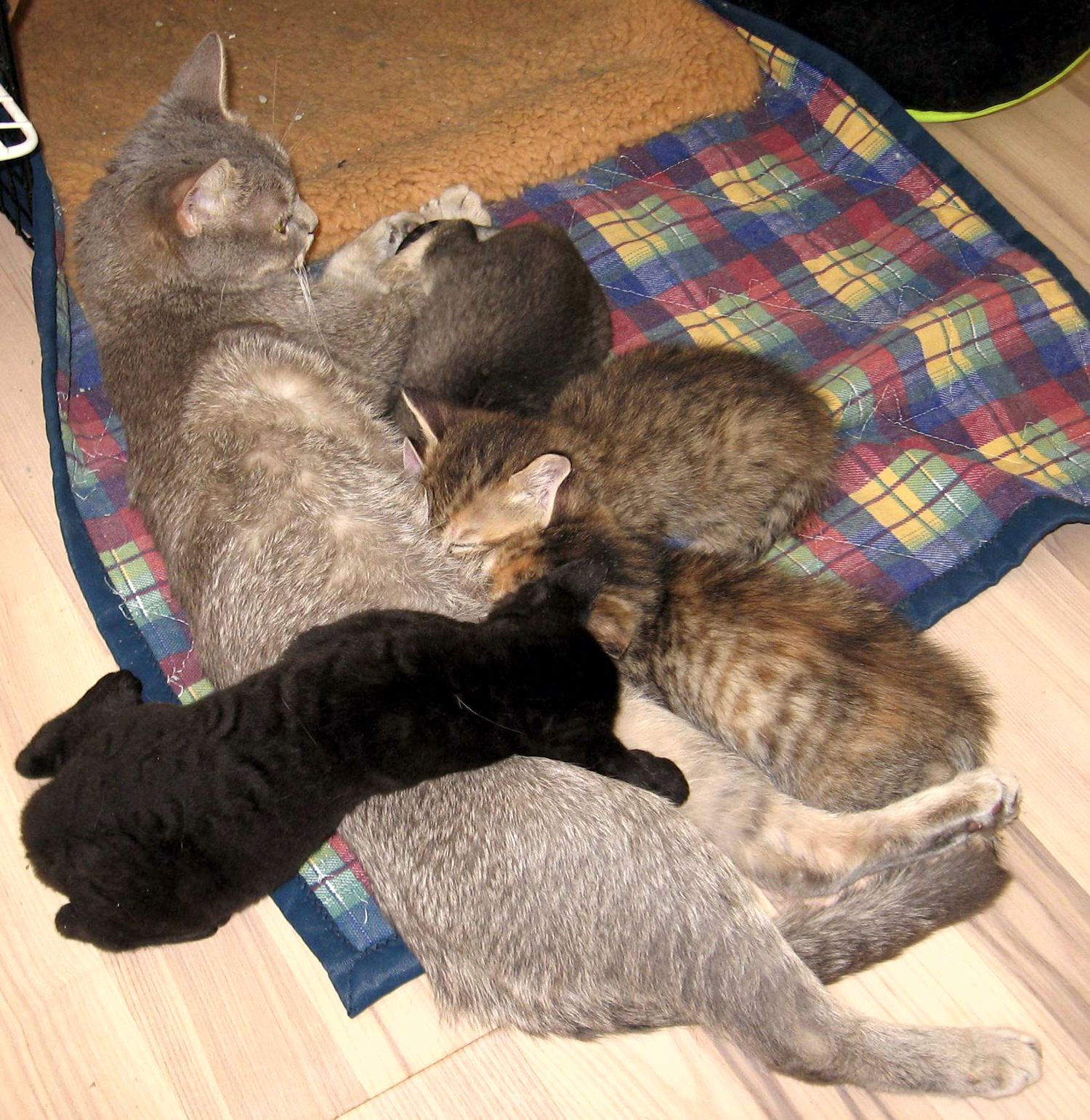 Again two boys and two girls Again two boys and two girls