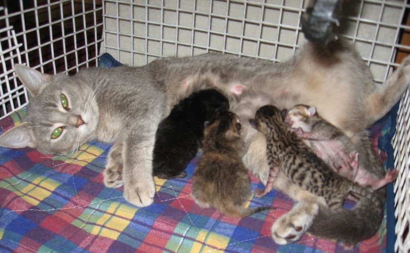 The two boys and two girls (first litter)