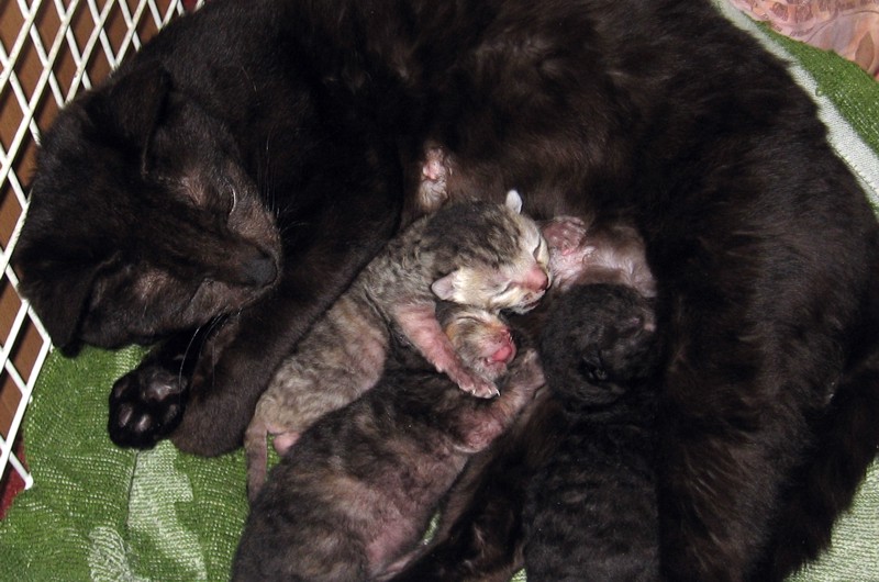 The two girls and one boy (first litter)