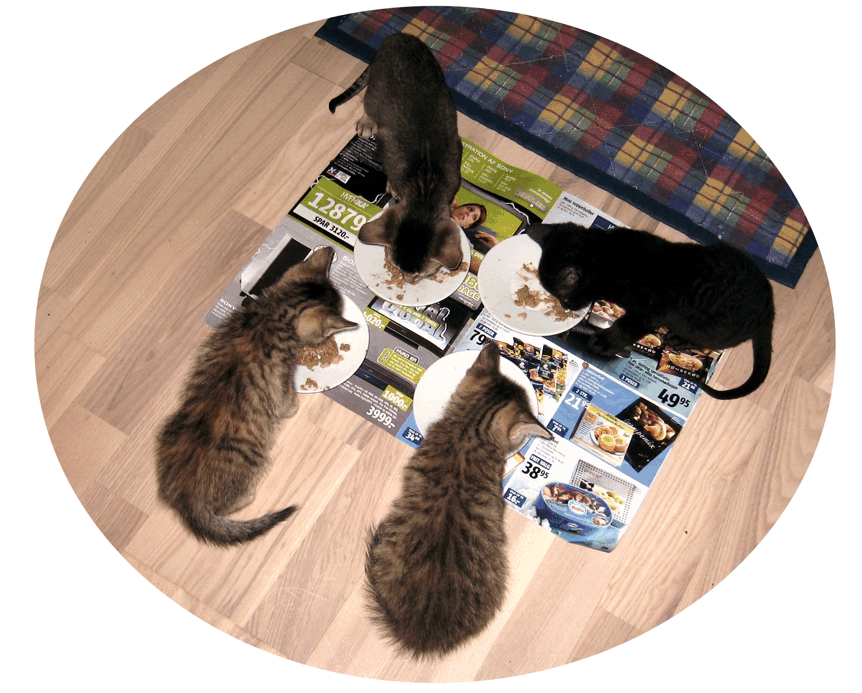 little cats with little saucers