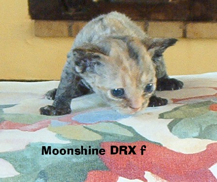 Snugglebugs Moonshine