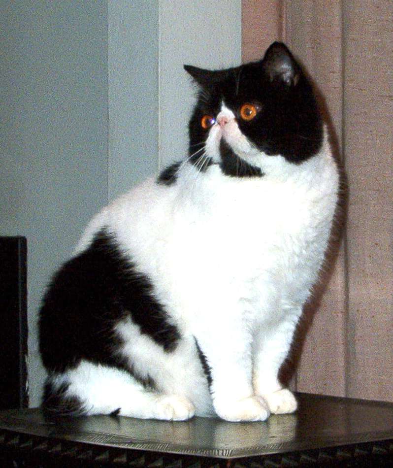 Joy of Living's Oliver