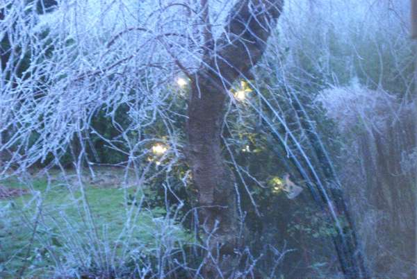 Our holly tree with its lights